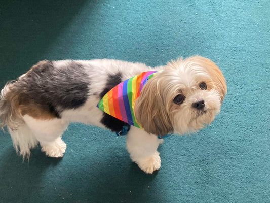 Rainbow Pride Dog Bandana